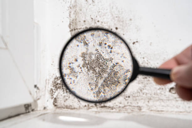 Why You Should Choose Our Mold Remediation Services in South Portland, ME